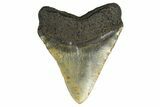 Fossil Megalodon Tooth - Huge NC Meg #298805-2